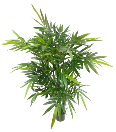 Bambou vert multi-cannes