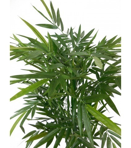 Bambou vert multi-cannes