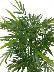 Bambou vert multi-cannes