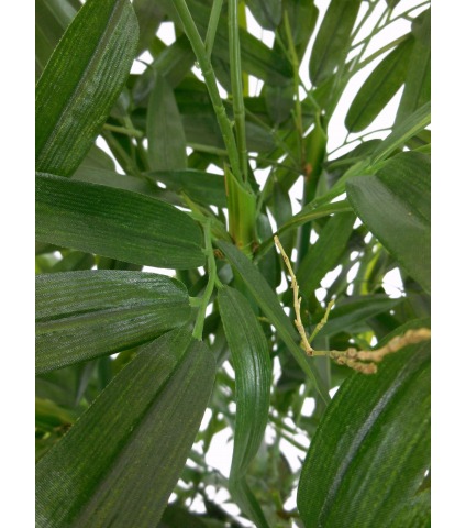 Bambou vert multi-cannes