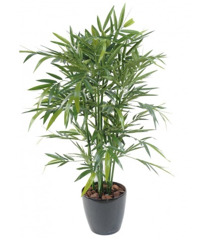 Bambou vert multi-cannes