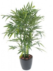 Bambou vert multi-cannes