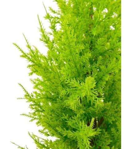Juniperus artificiel