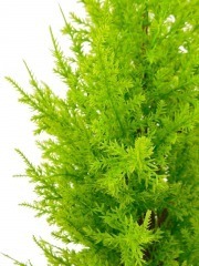 Juniperus artificiel
