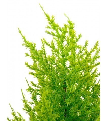 Juniperus artificiel
