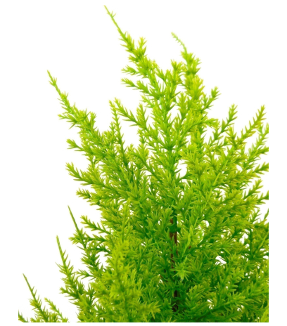 Juniperus artificiel