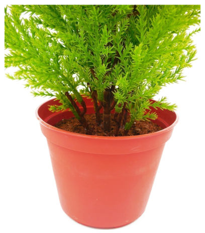Pot