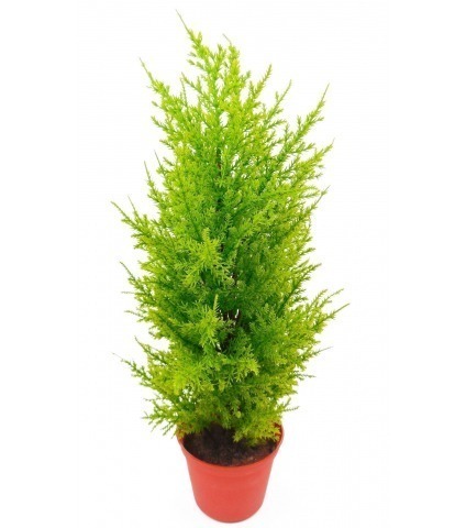 Juniperus artificiel