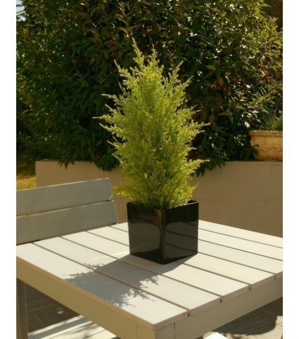 Juniperus artificiel