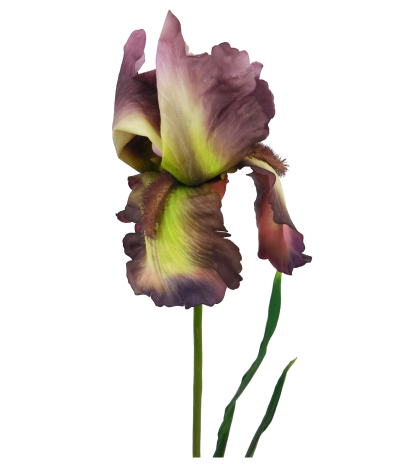 Fleur iris artificiellle