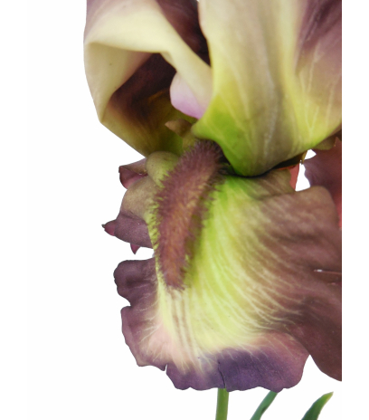 Fleur iris artificiellle