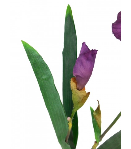 Iris reticulata