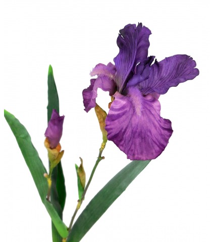 Iris reticulata