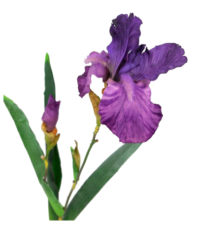 Iris reticulata