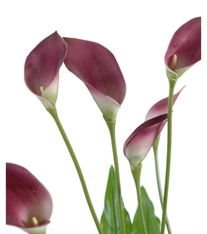 Arum maculatum artificiel