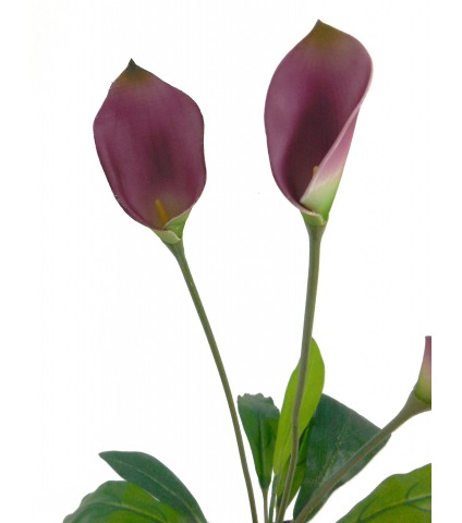 Arum maculatum artificiel