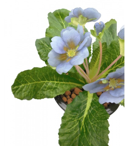 Primevère artificielle bleue