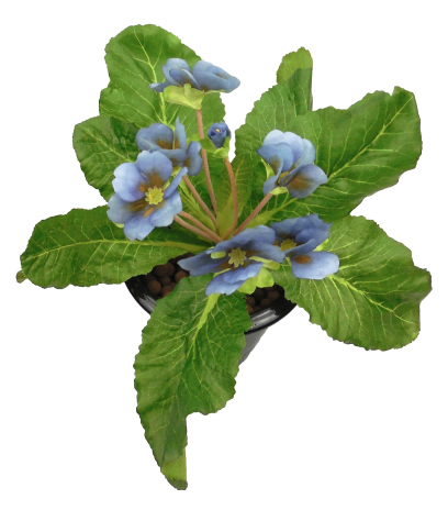 Primevère artificielle bleue