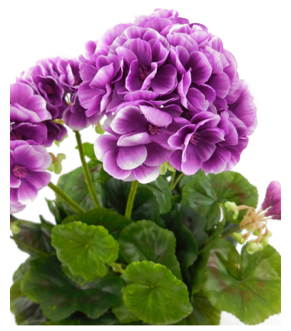 Géranium artificiel violet