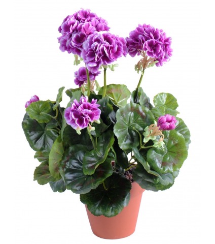 Géranium artificiel violet