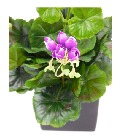 Géranium artificiel violet
