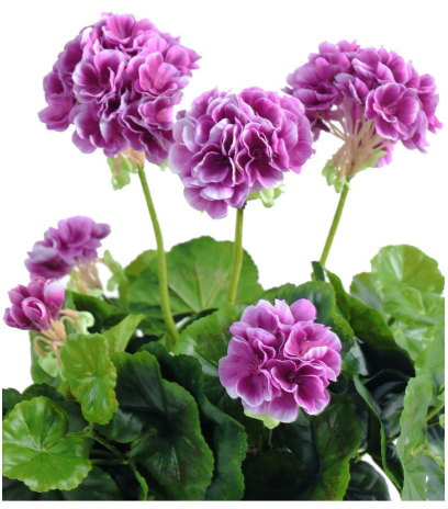 Géranium artificiel violet