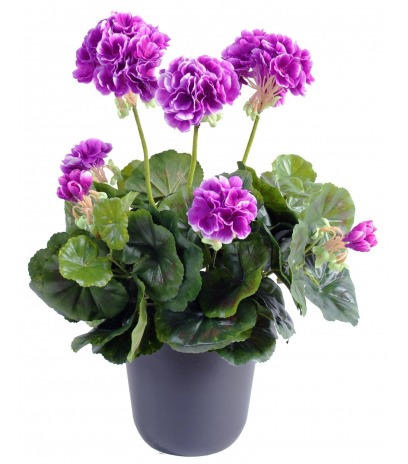 Géranium artificiel violet