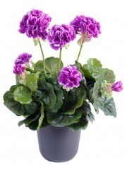 Géranium artificiel violet
