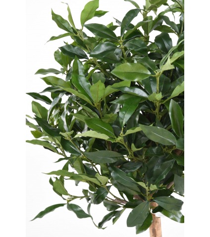 Prunier des açores artificiel