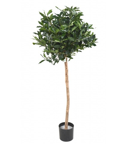 Prunier des açores artificiel