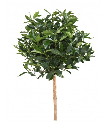 Prunier des açores artificiel