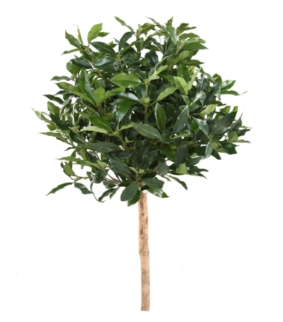 Prunier des açores artificiel