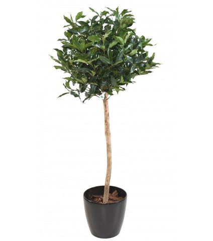 Prunier des açores artificiel