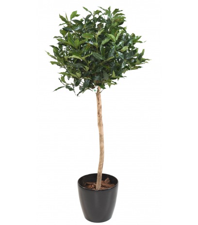 Prunier des açores artificiel