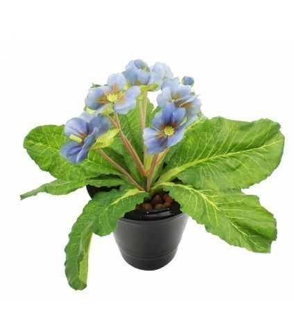 Primevère artificielle bleue