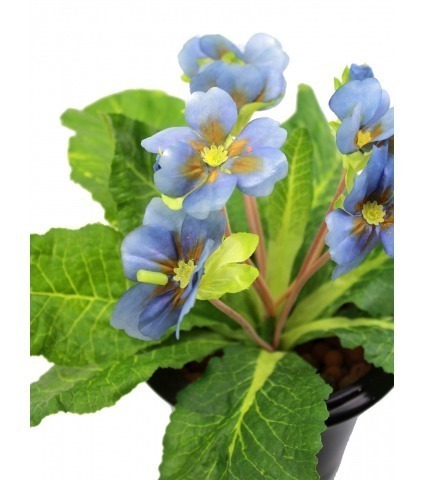 Primevère artificielle bleue