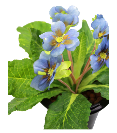 Primevère artificielle bleue