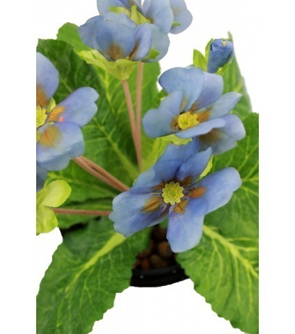 Primevère artificielle bleue