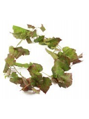 Guirlande de vigne automne