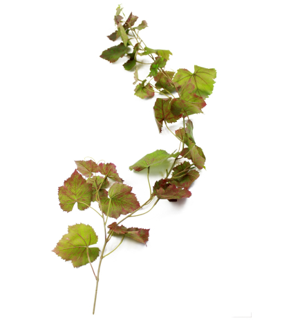 Guirlande de vigne automne