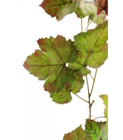 Guirlande de vigne automne