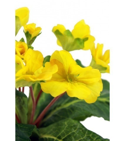 Primevère artificielle jaune