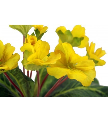 Primevère artificielle jaune