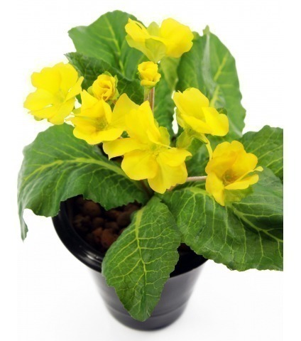 Primevère artificielle jaune