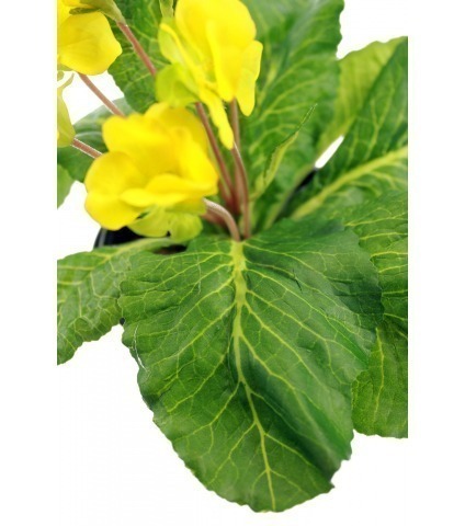 Primevère artificielle jaune