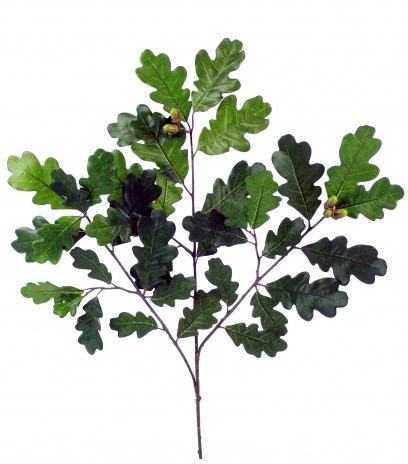 Branche de chêne feuillue