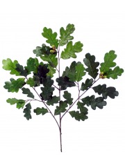 Branche de chêne feuillue