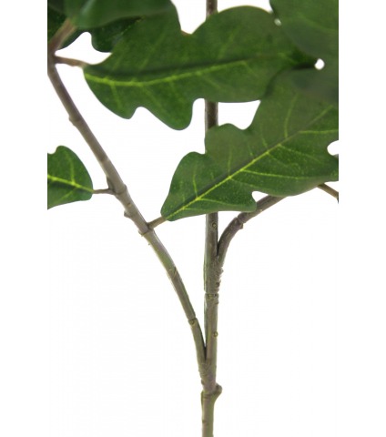 Branche de chêne feuillue