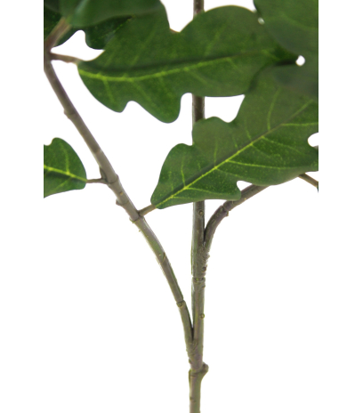 Branche de chêne feuillue