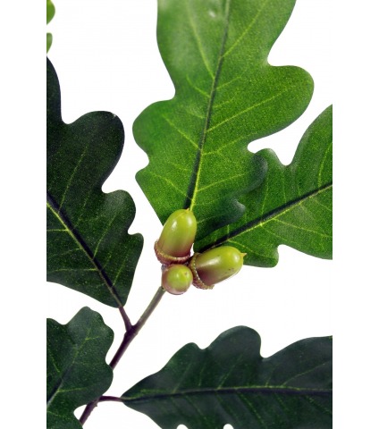 Branche de chêne feuillue